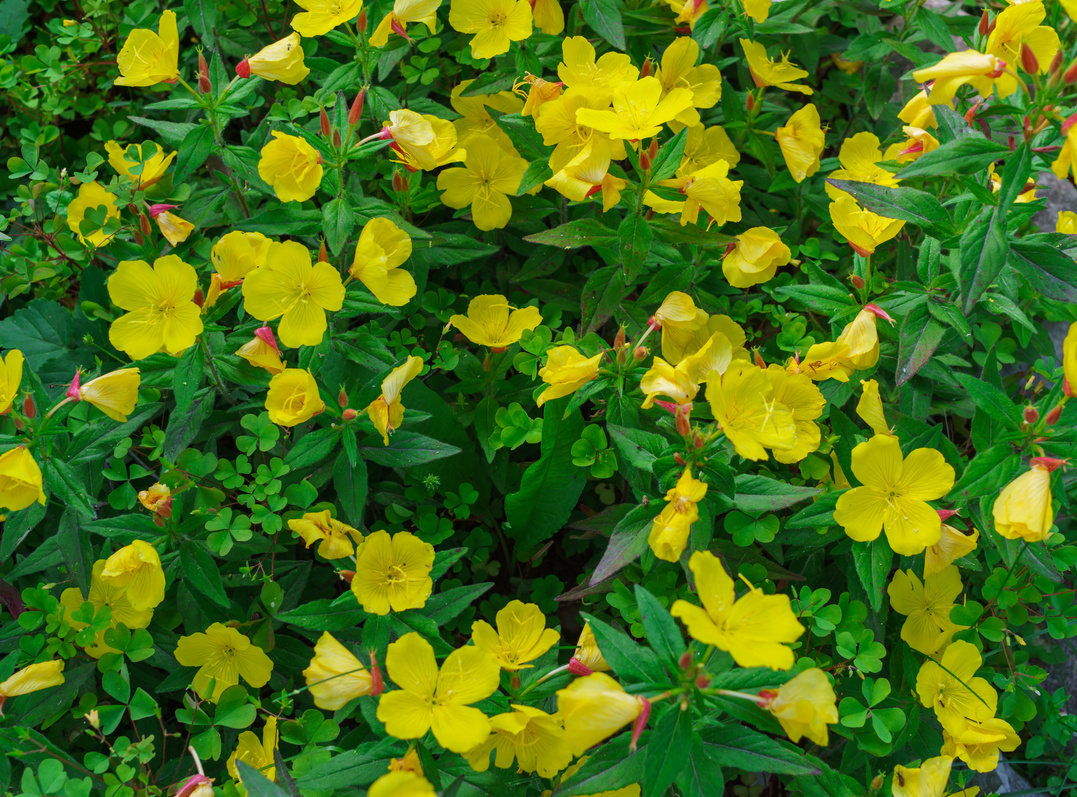 Shrubby evening primrose . Yellow evening primrose flowers in a garden.
